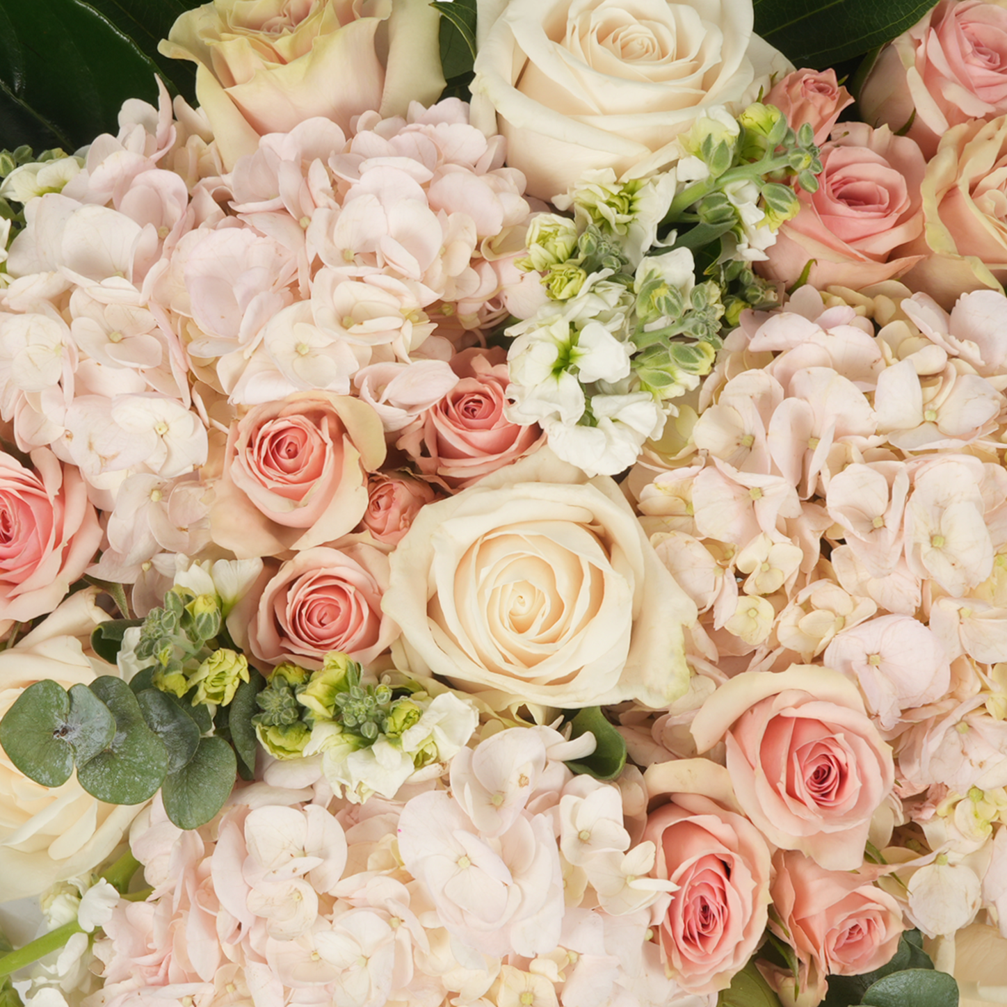 Blush & Bloom