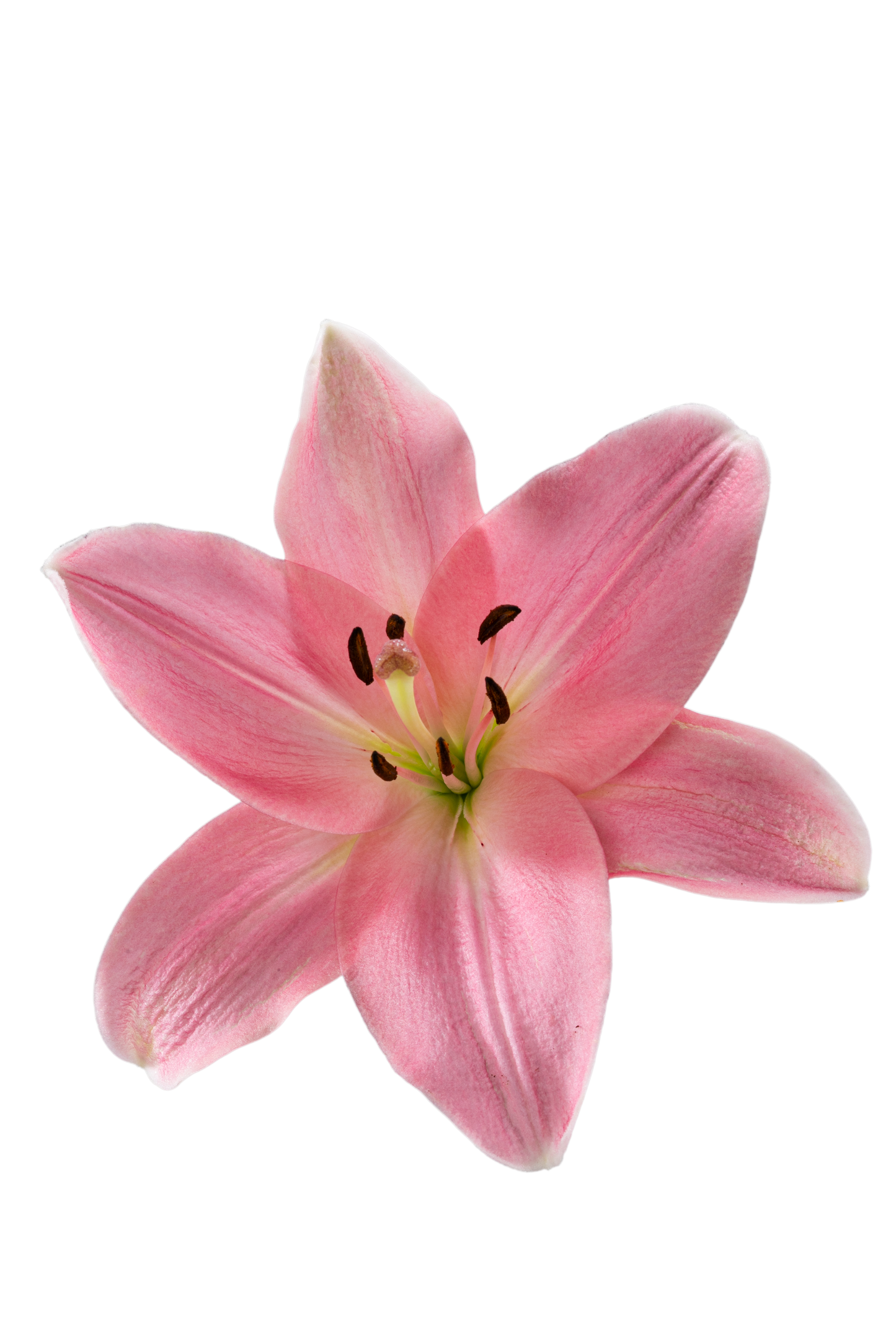 ASIATIC LILY ALBUFEIRA