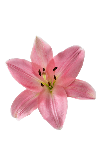 ASIATIC LILY ALBUFEIRA