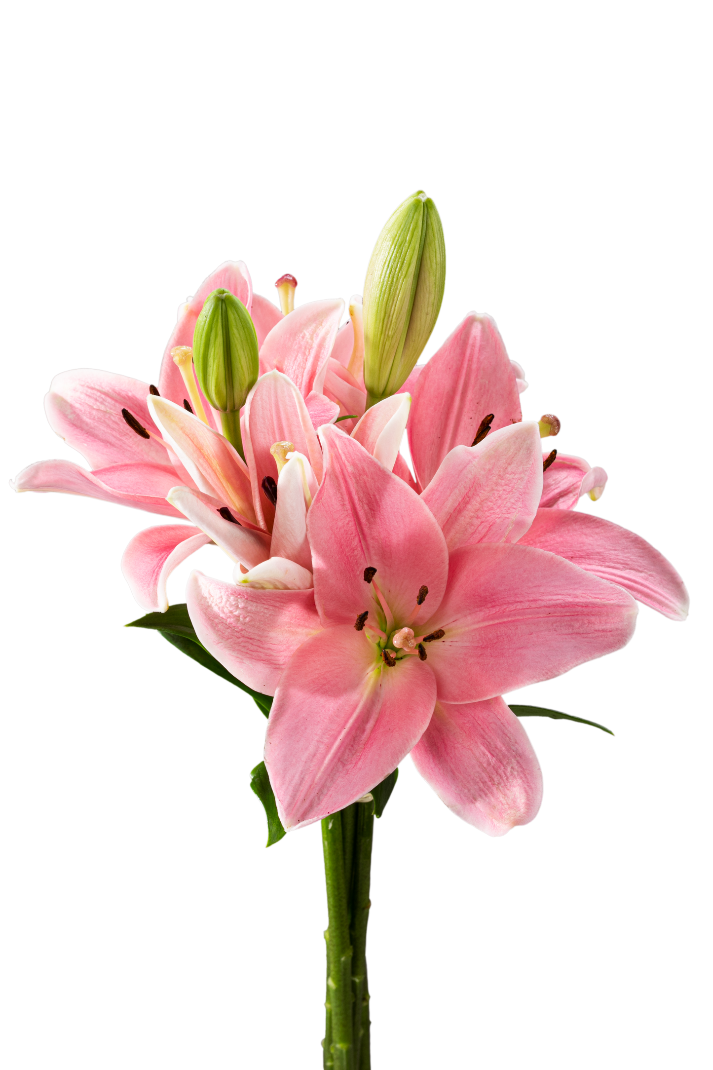 ASIATIC LILY ALBUFEIRA