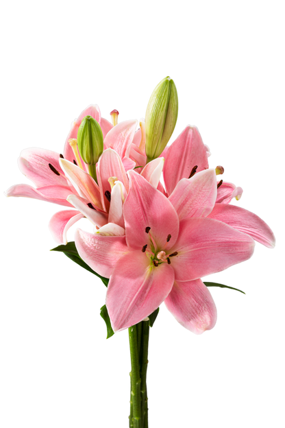 ASIATIC LILY ALBUFEIRA