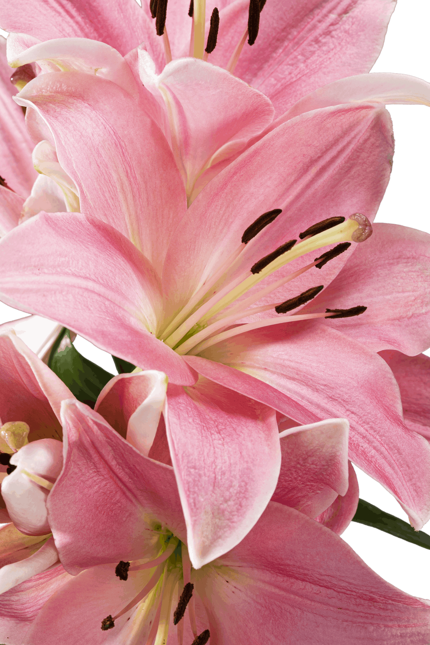 ASIATIC LILY ALBUFEIRA