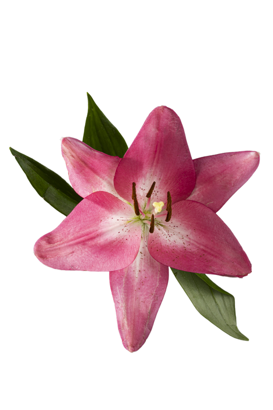 ASIATIC LILY ARBATAX