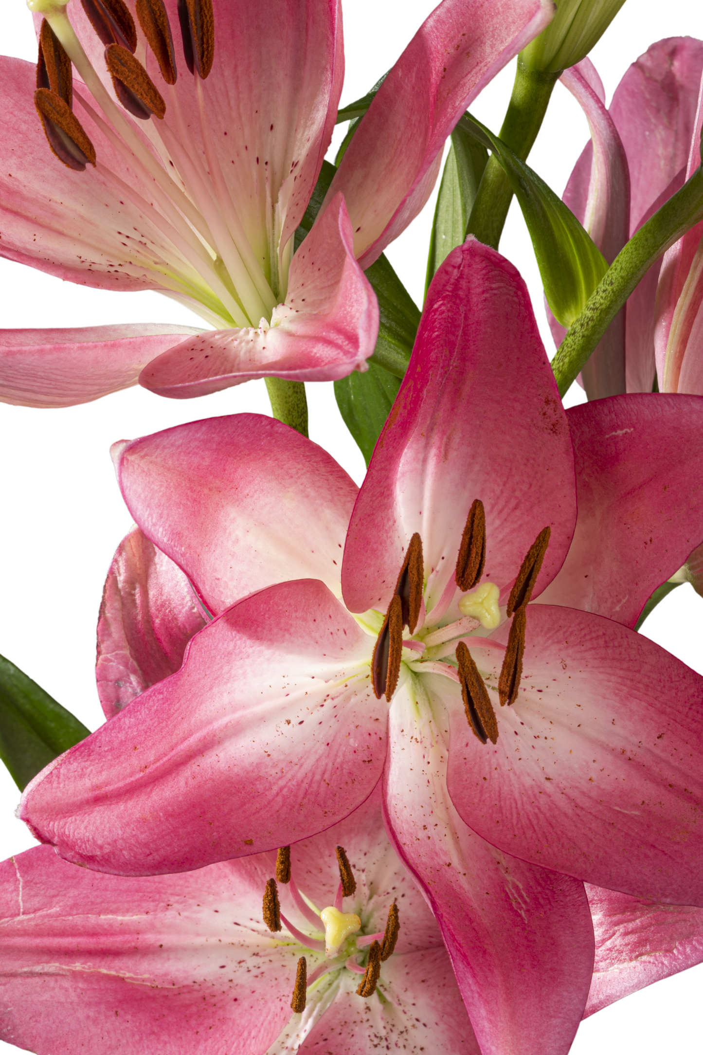 ASIATIC LILY ARBATAX