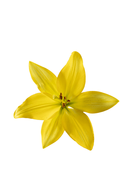 ASIATIC LILY BEAU SOLEIL