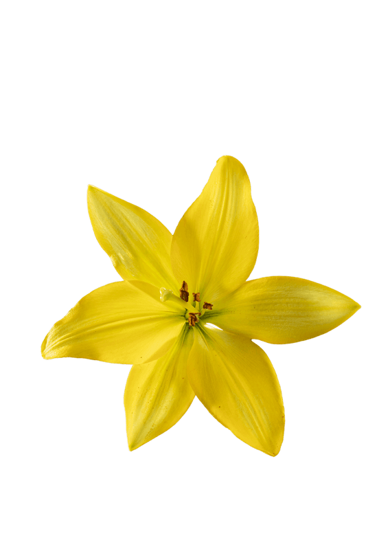 ASIATIC LILY BEAU SOLEIL