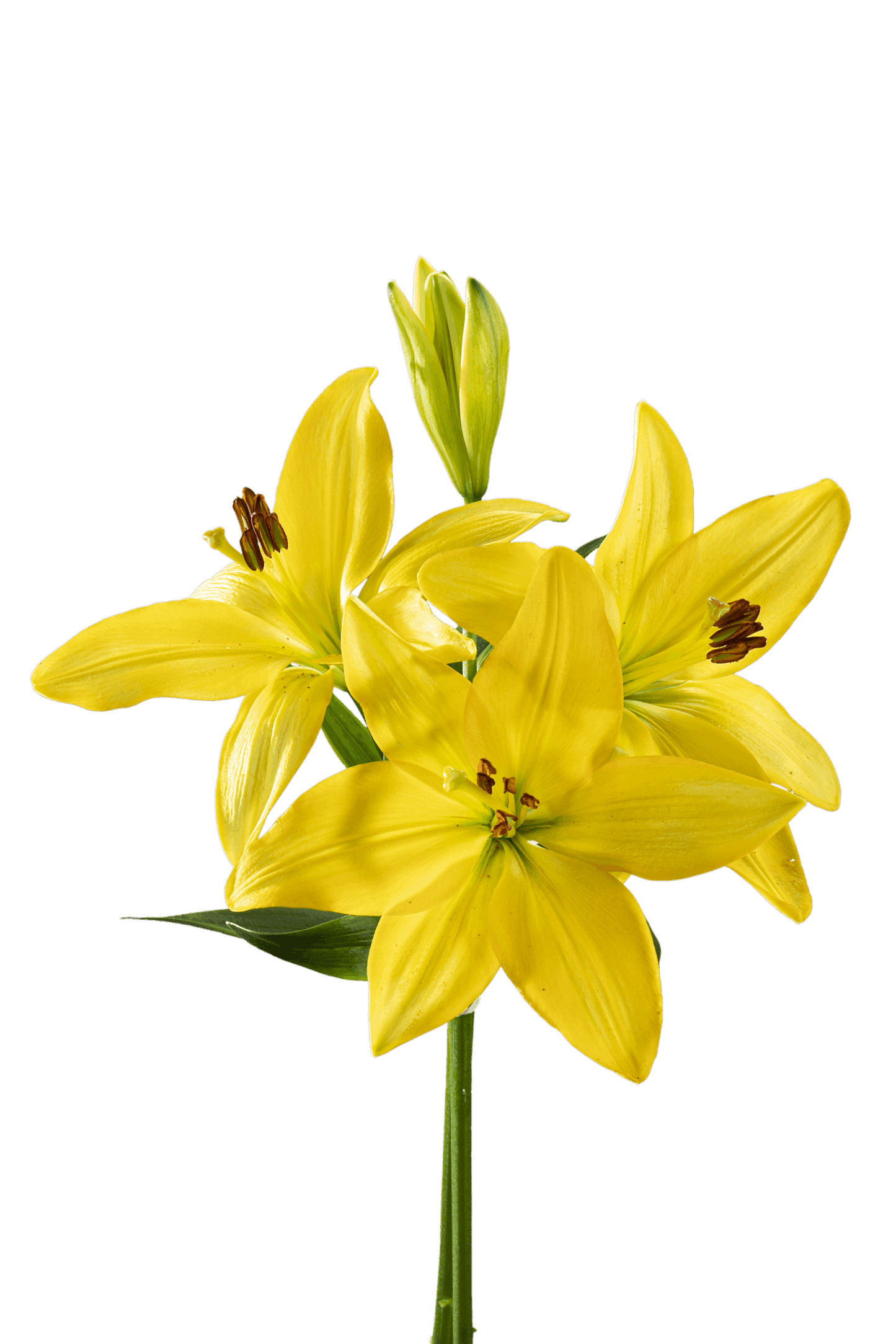 ASIATIC LILY BEAU SOLEIL