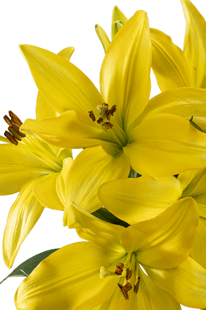 ASIATIC LILY BEAU SOLEIL
