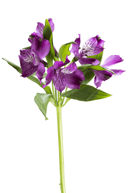 BELCANTO