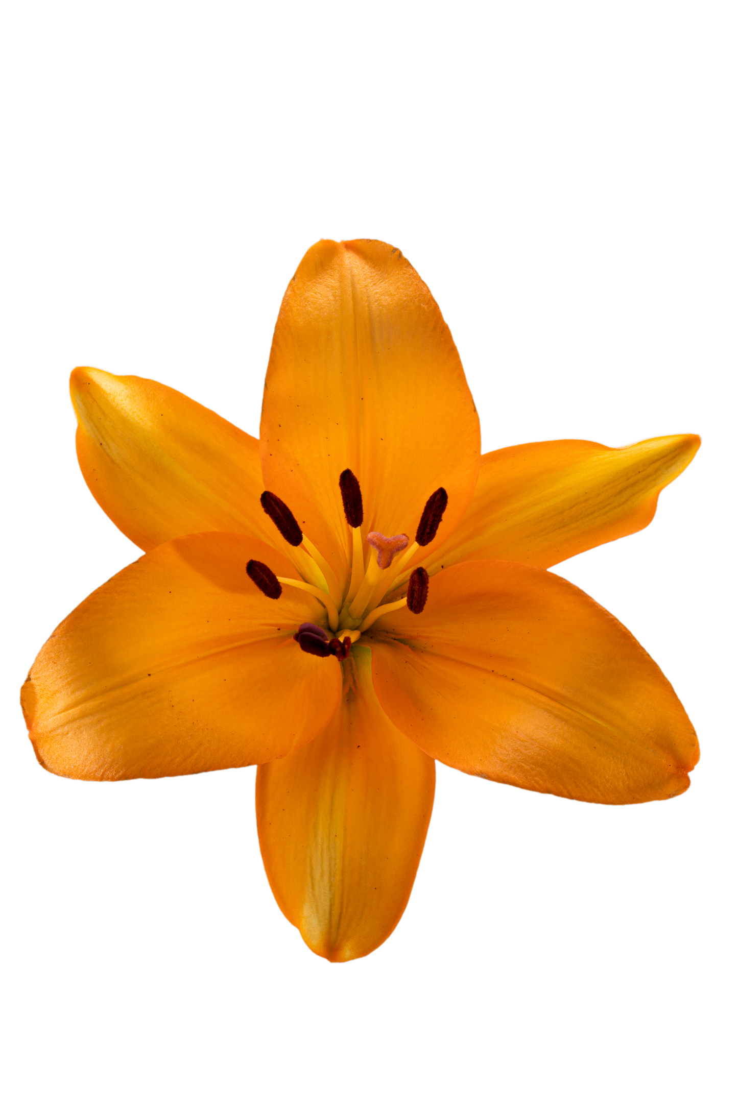 ASIATIC LILY CAESARS PALACE