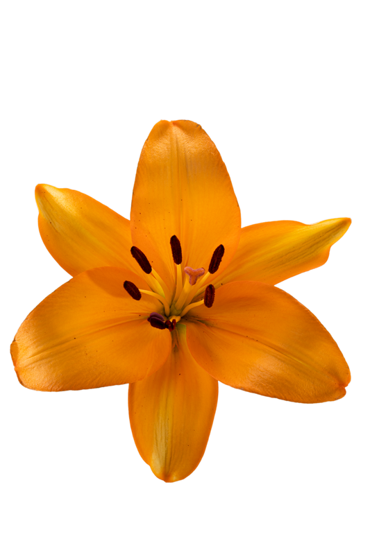 ASIATIC LILY CAESARS PALACE