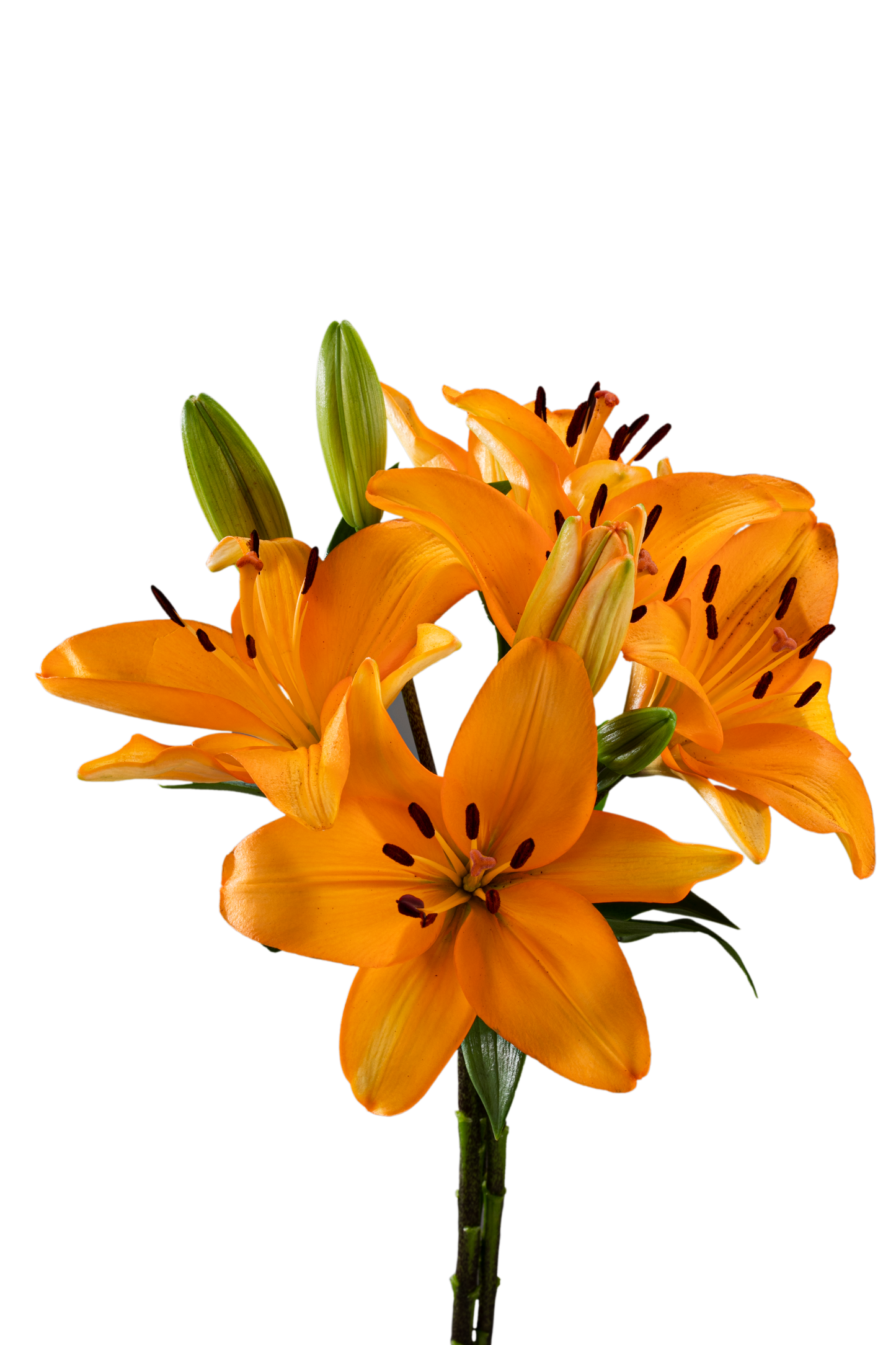 ASIATIC LILY CAESARS PALACE