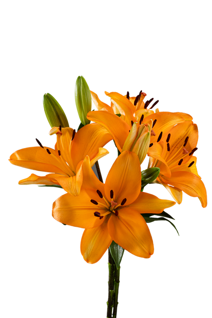 ASIATIC LILY CAESARS PALACE