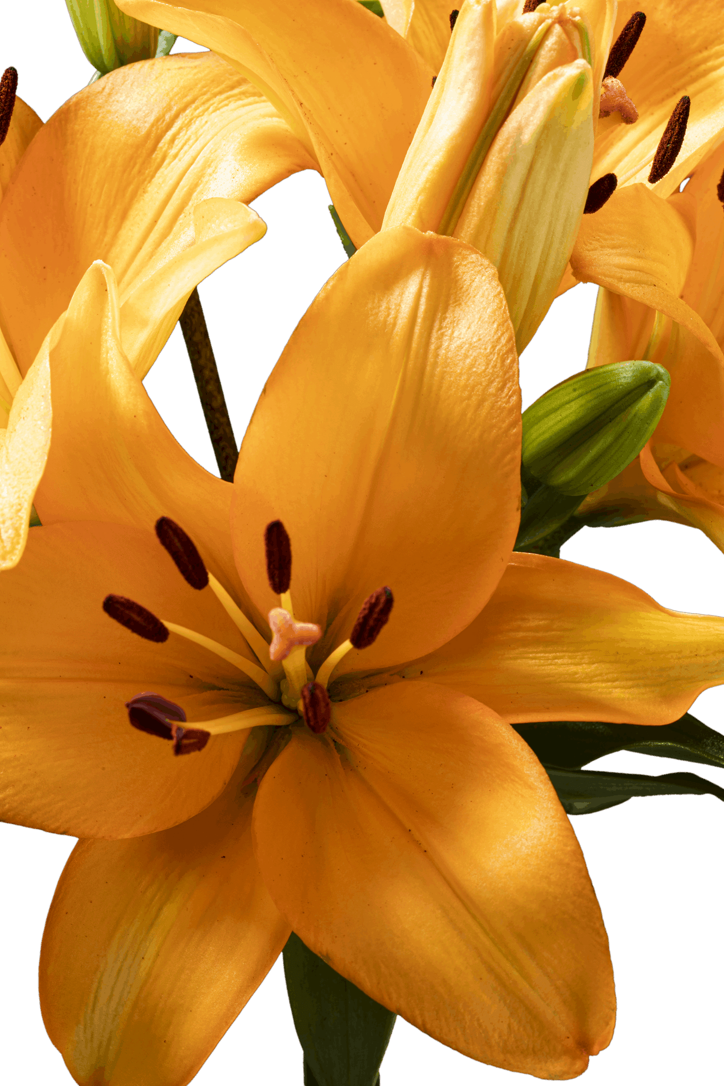 ASIATIC LILY CAESARS PALACE