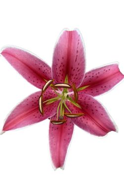 ORIENTAL LILY CURIE