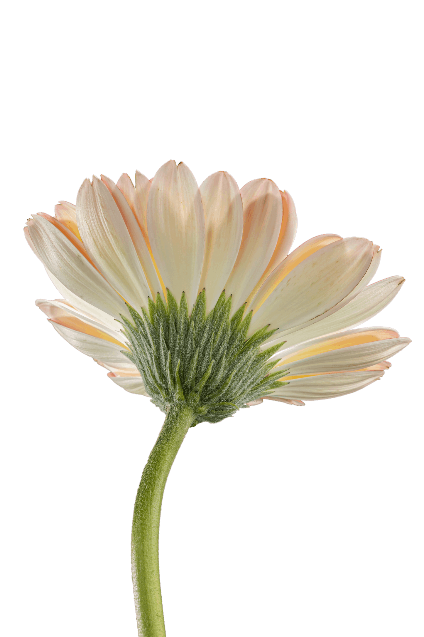 ELECTRA