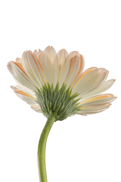 ELECTRA