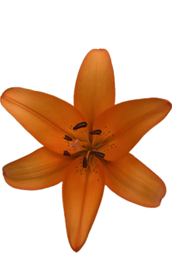 ASIATIC LILY ESPRIT
