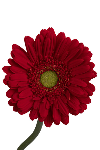 GERBERA HIGHLIGHT