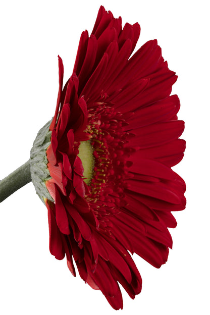 GERBERA HIGHLIGHT