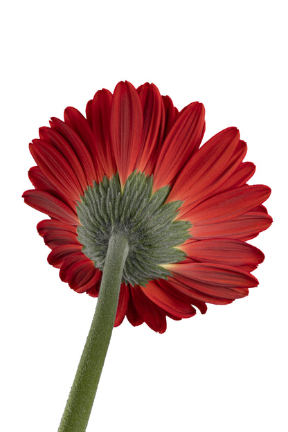 GERBERA HIGHLIGHT