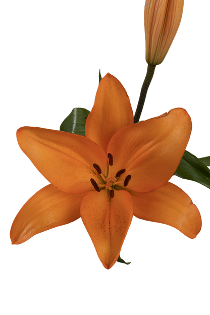 ASIATIC LILY HONESTY