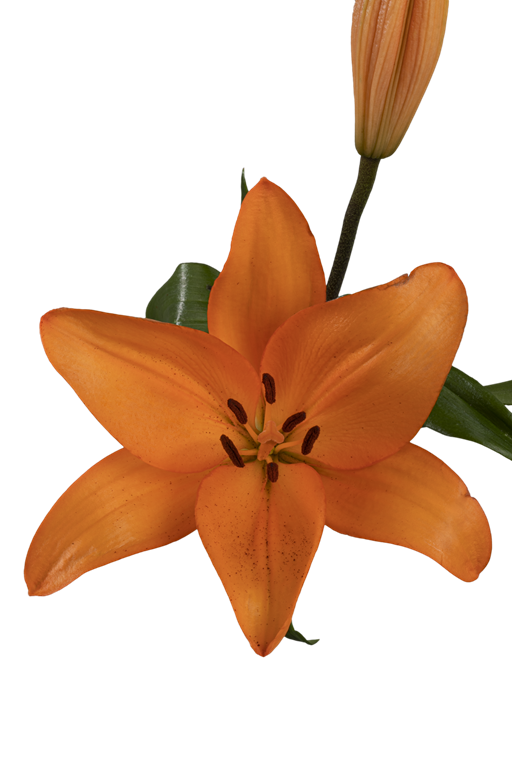 ASIATIC LILY HONESTY