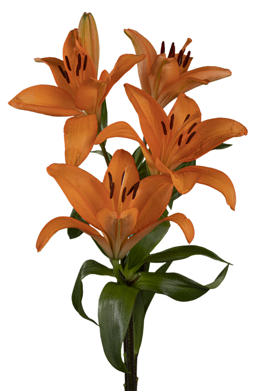 ASIATIC LILY HONESTY