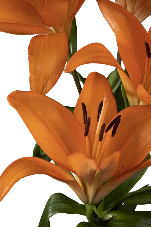 ASIATIC LILY HONESTY