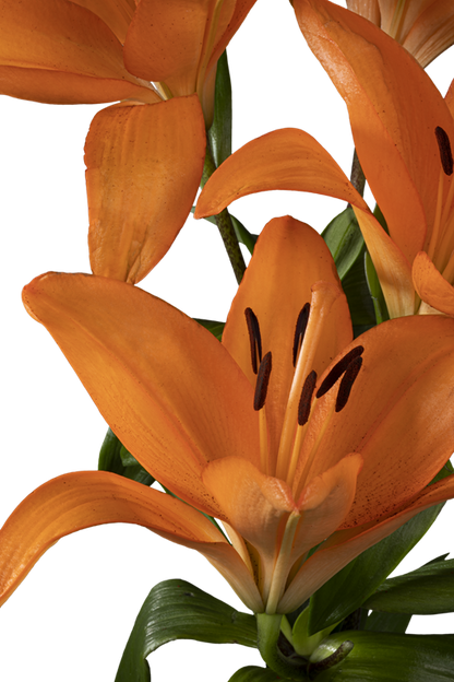 ASIATIC LILY HONESTY