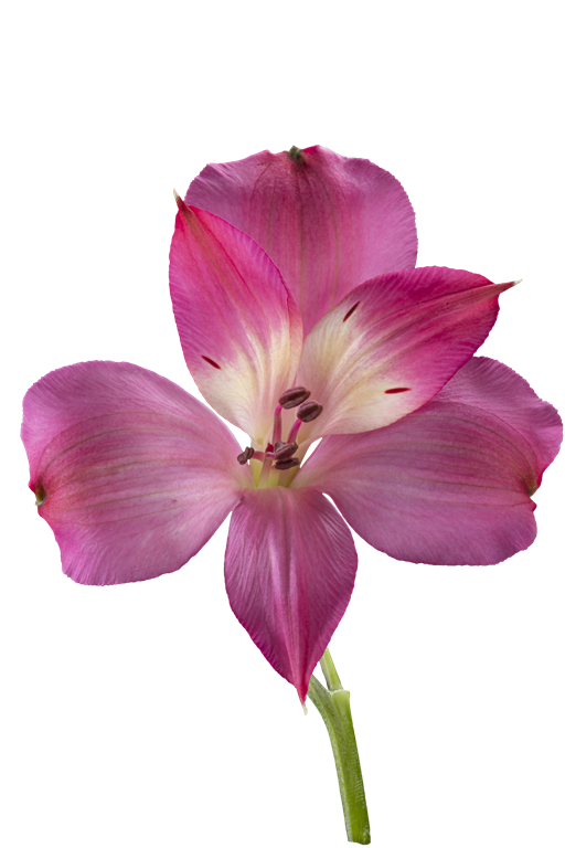 INTENZ PINK