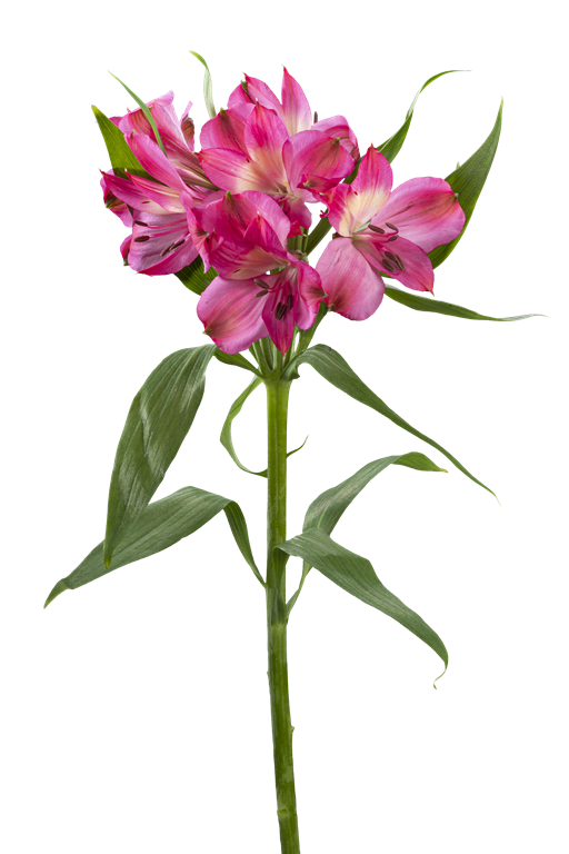 INTENZ PINK
