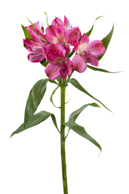INTENZ PINK