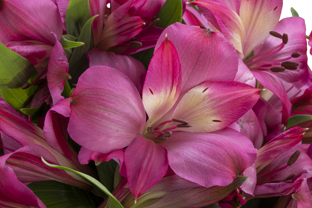 INTENZ PINK