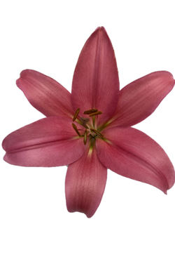 ASIATIC LILY INDIAN SUMMERSET