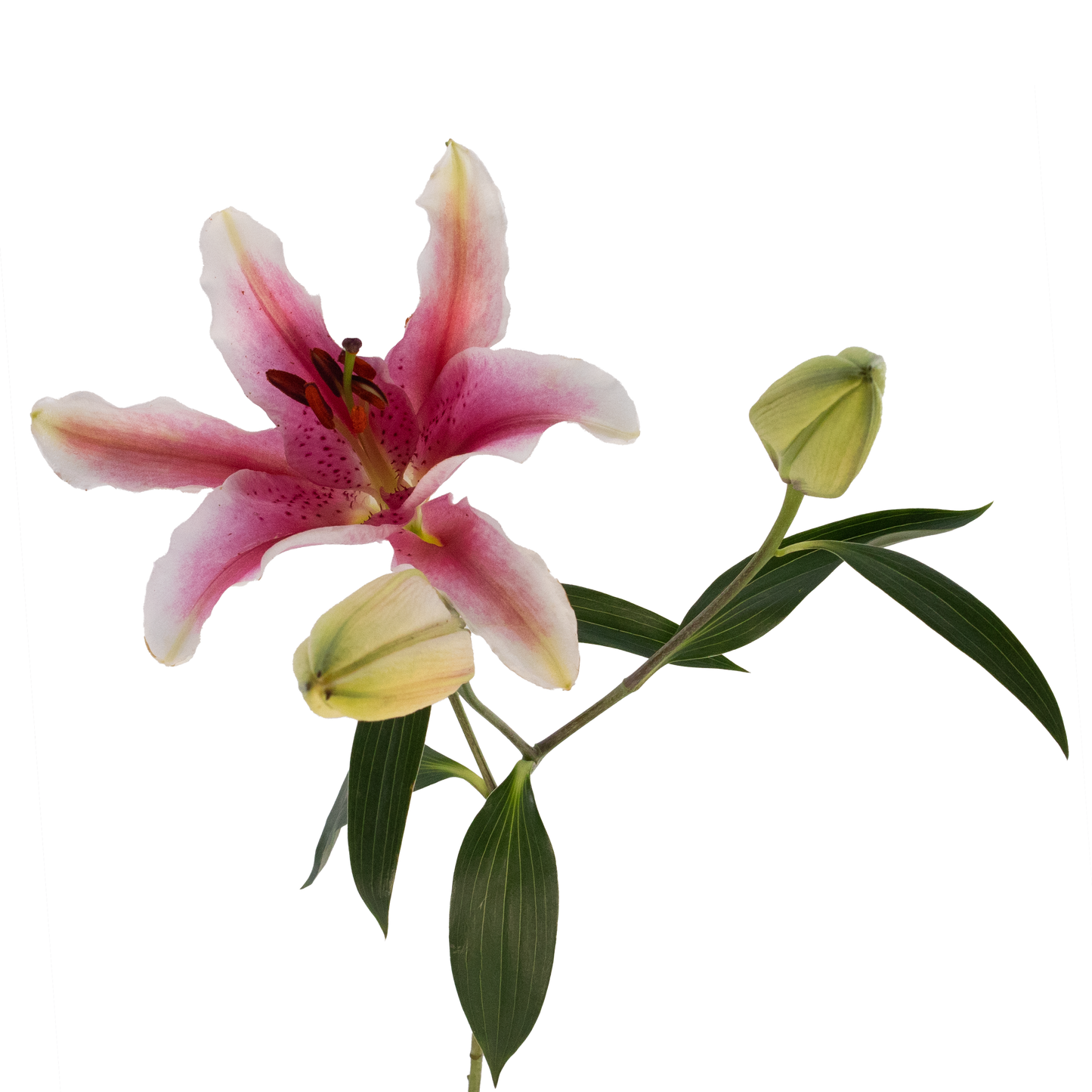 ORIENTAL LILY JOOP