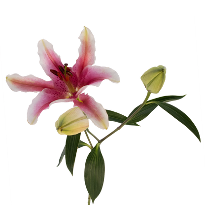 ORIENTAL LILY JOOP