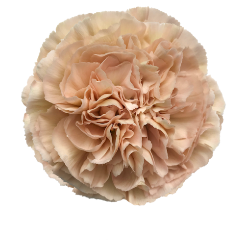 LEGE MARRONE