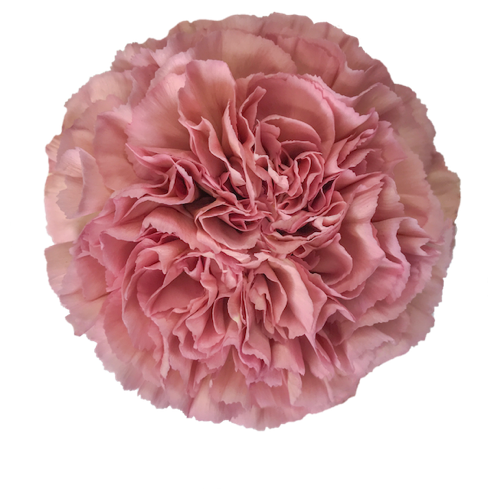 LEGE PINK