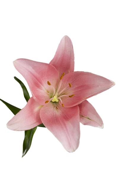 ASIATIC LILY LEXINGTON