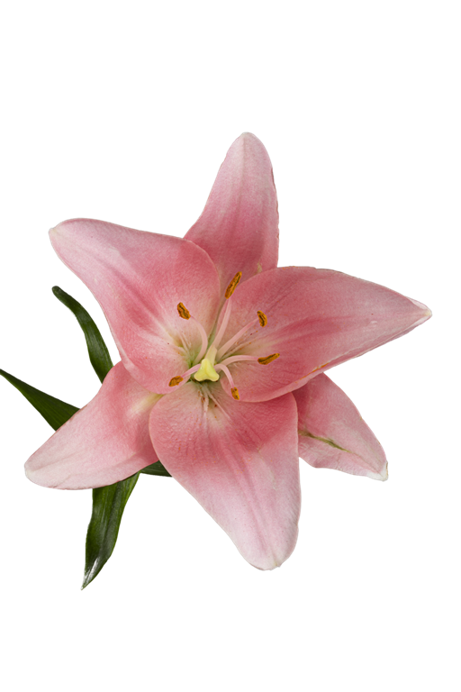 ASIATIC LILY LEXINGTON