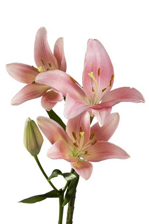 ASIATIC LILY LEXINGTON