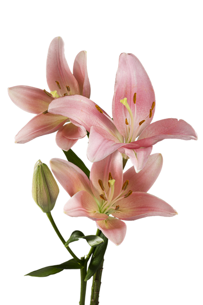 ASIATIC LILY LEXINGTON