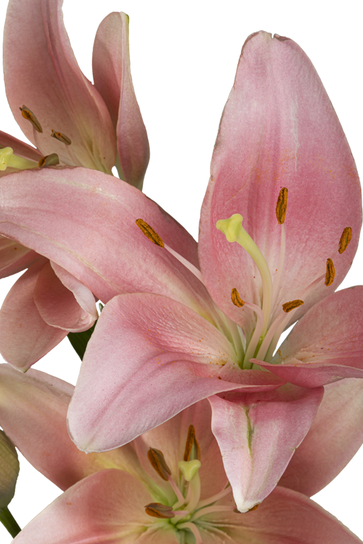 ASIATIC LILY LEXINGTON