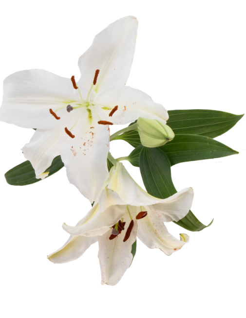 ASIATIC LILY LITOUWEN