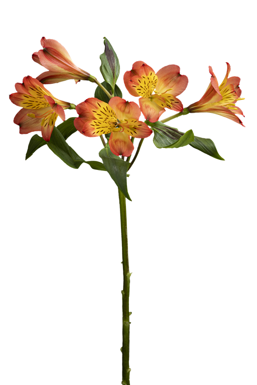 LUCERO