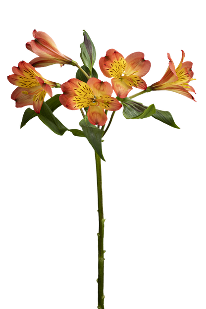 LUCERO