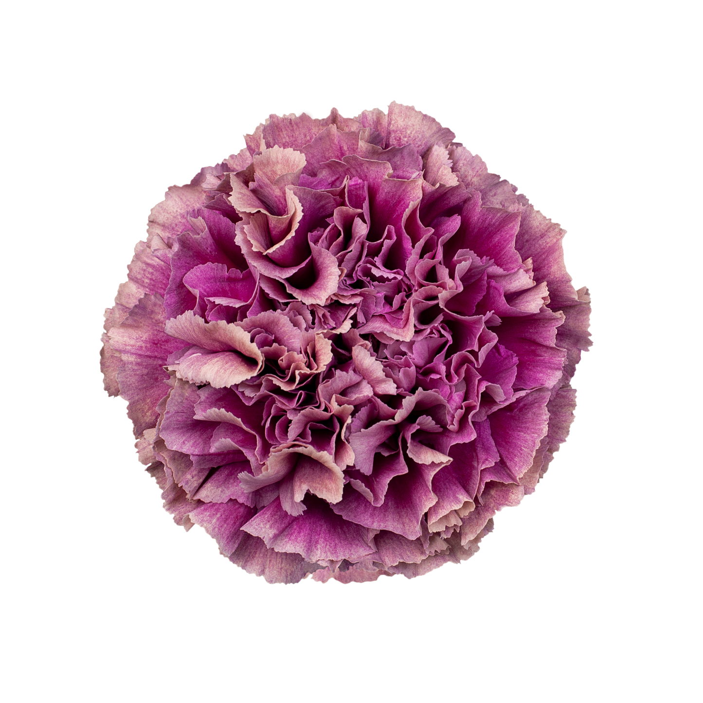MERLETTO PURPLE