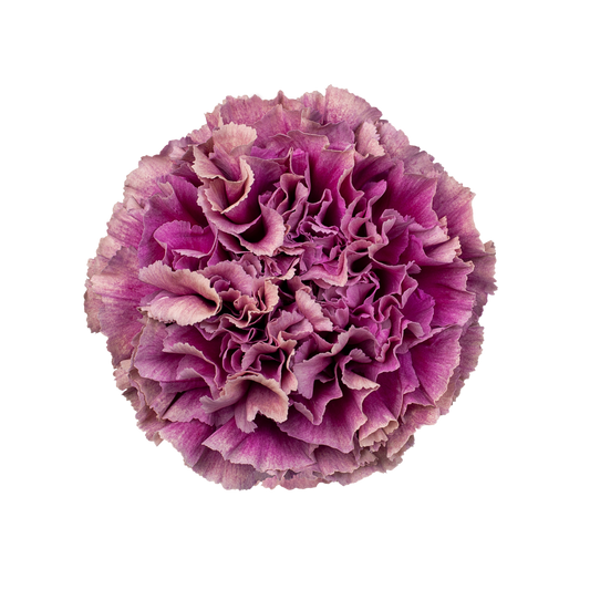 MERLETTO PURPLE
