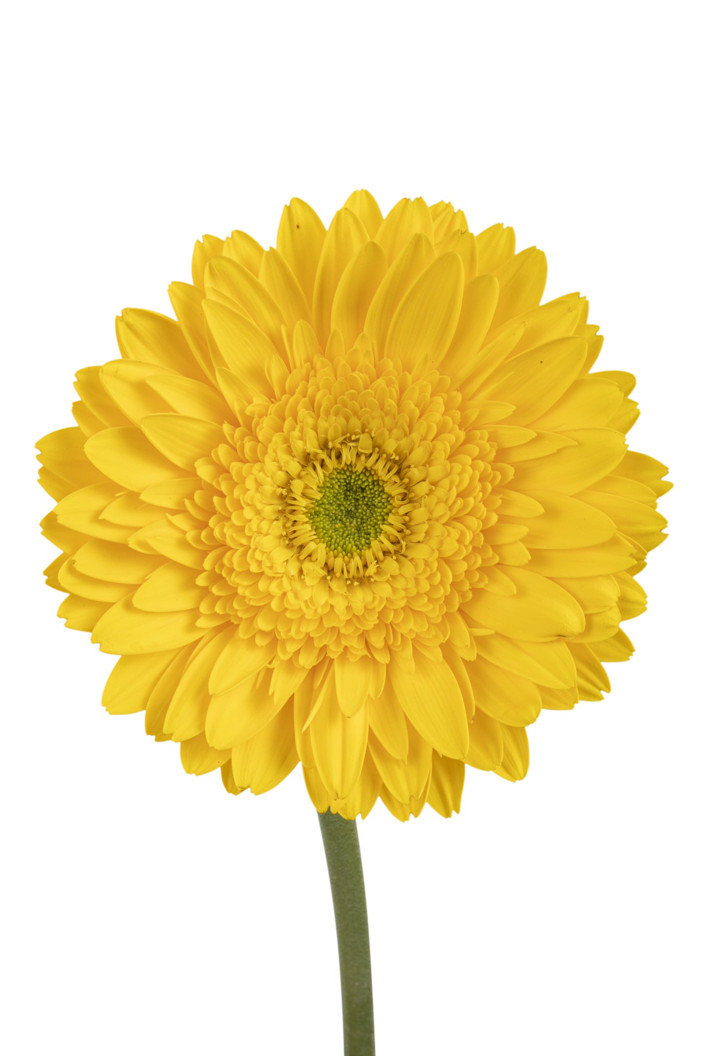 MIMOSA